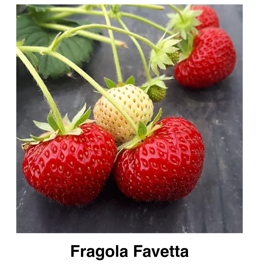 Ferrante Fragole