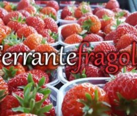 Ferrante Fragole