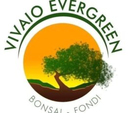 Vivaio Evergreen